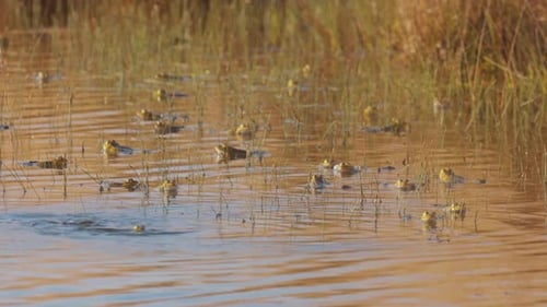 Tagsüber schwimmen viele Frösche im seichten Wasser, zoome raus