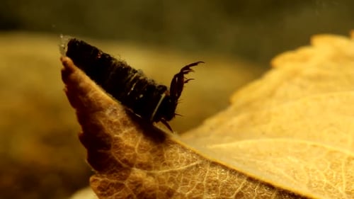 Larve de phlébopode (Brachycentrus sp.) attachée à une feuille dans un ruisseau à truites, vue rapprochée