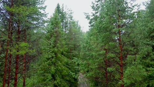Top view of dirt road in green coniferous forest