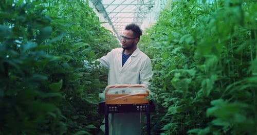 Portrait of Young Brazilian Agronomist is Controlling Biological Tomatoes Plantation in Modern Eco