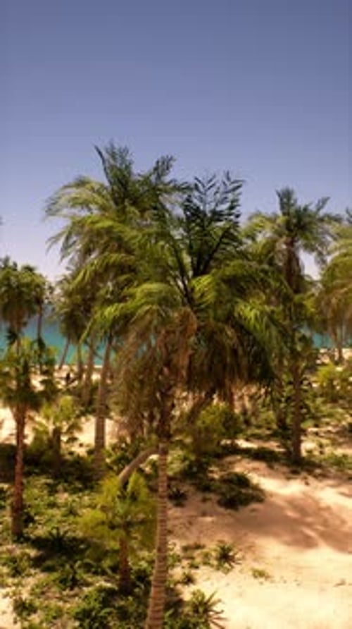 Sandy Beach With Palm Trees and Ocean