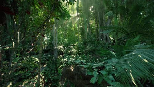 Lush Tropical Rainforest Jungle with Sun Rays