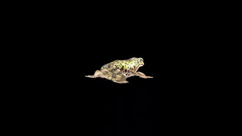 Animated Realistic Green Frog Jumping Loop