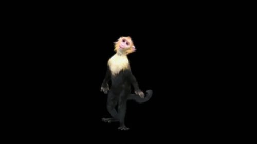 55 Monkey Dance HD