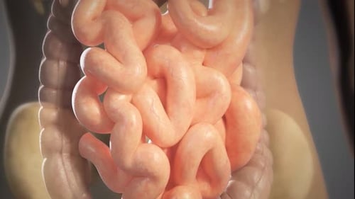 Human intestine anatomy in detailed close-up view