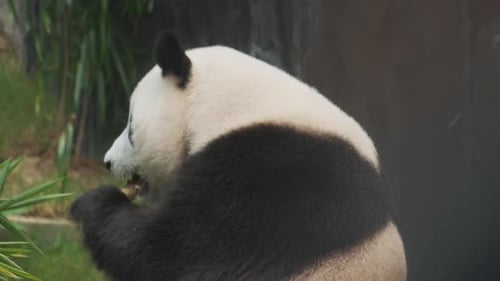 Giant Panda Eating Bamboo in Natural Habitat