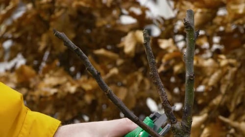 Pruning an apple tree early spring, signs of rot and disease on apple tree, adult male hand working