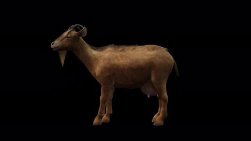 A goat eating on black background with alpha channel included at the end of the video, 3D animation,