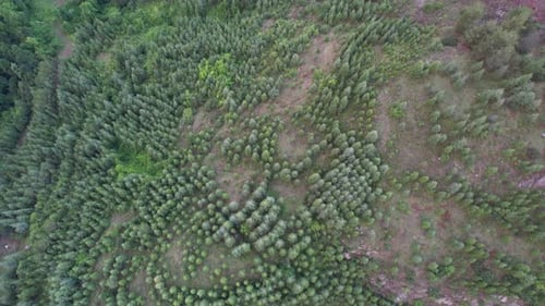 Aerial Pine Trees