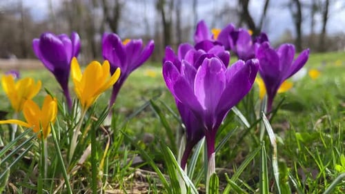 Spring crocus blossoming in the park.