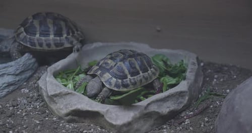 Schildkröte isst sein Mittagessen in Zeitlupe!