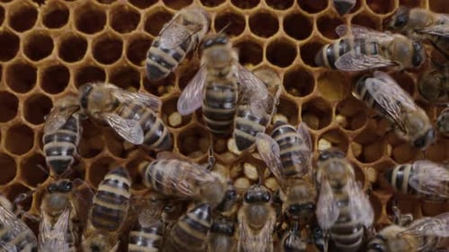 Bees Swarming in Honeycomb Super Macro Footage Insects Working Beehive Honey
