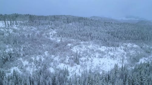 Aerial View of Snow Covered Winter Forest Landscape