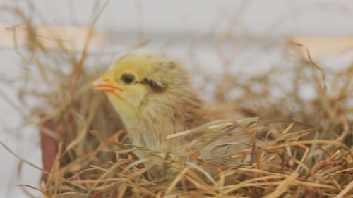Tiny Chick Resting Peacefully in a Farm Nest