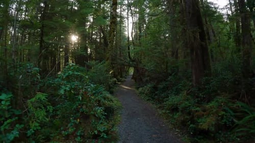 Scenic Hiking Trail in the Rainforest with Vibrant Green Trees