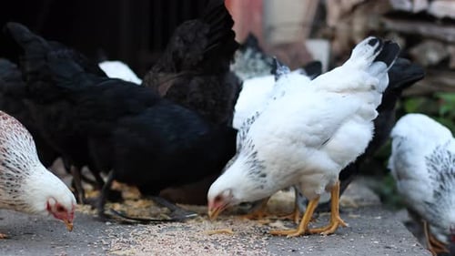 1. Hühner auf einer ländlichen Farm. Landwirtschaft. Geflügelzucht.