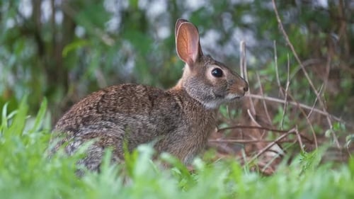 Grey Small Hare Eating Grass on Summer Field