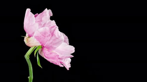 Pink Flower of Tree Peony Blooming in Time Lapse Close up on a Black Background with Alpha Matte