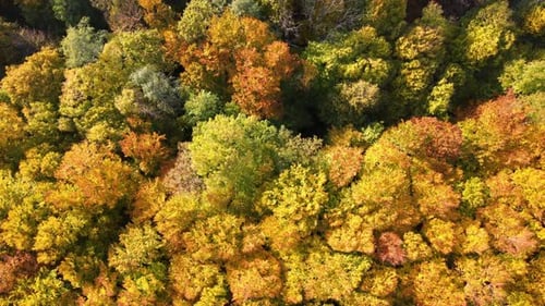 View From Above of Colorful Woods with Yellow and Orange Canopies in Autumn Forest on Sunny Day