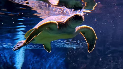 Sea Turtle Loggerhead sea reptile, endangered oceanic marine, wildlife