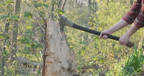 Downward axe swing chopping at a tree stump