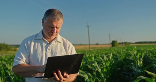 Man Uses Laptop in Green Corn Field