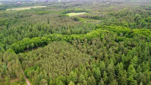 A top-down aerial view of a lush green forest with winding dirt paths cutting through dense trees