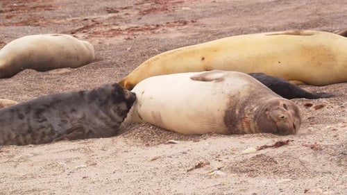 Elephant Seal pup tries to suckle milk from his mother as it lays on the sandy beach