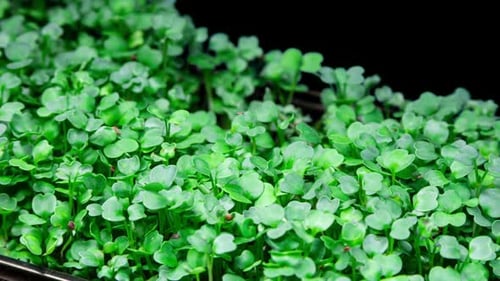 Mircogreens Arugula from Seeds to Salad Seedling in Time Lapse Growth. Green Grass