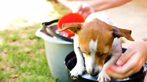Cute Jack Russell terrier gets outdoor bath in bucket on grass; close-up