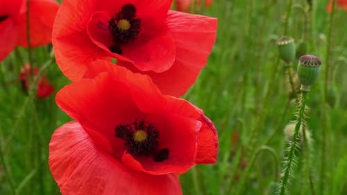 Red Poppy Flowers in a Wild Field Vivid Poppies Meadow in Spring Beautiful Summer Day Beautiful Red