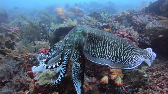 Cuttlefish changes colour in the most incredible way. Hypnotic and ...