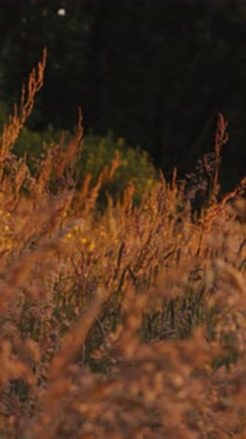 Vidéo verticale Golden Hour Long Herbe se balançant dans le parc au lever du soleil