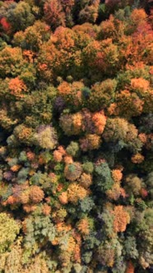 Aerial Top Down View of Dense Autumn Forest with Colorful Tree Canopies