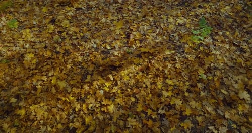 Beautiful Fallen Yellow Leaves in Park Aerial Shot of Ground in Forest Low Altitude Prores