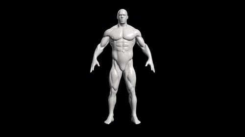 3D Male Muscular System Anatomy Model Rotating Loop
