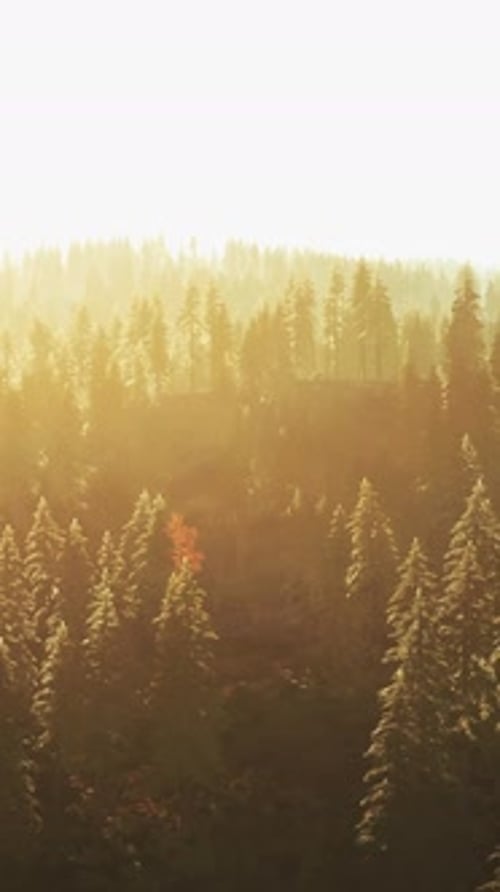 Sunlight Streaming Through the Dense Forest Trees