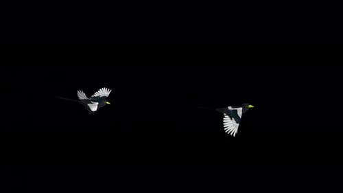 2 American Magpie Birds - Californian Yellow Beak - Flying Over Screen - Alpha Channel - 4K