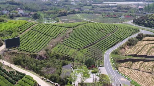 Tea plantation in mountain