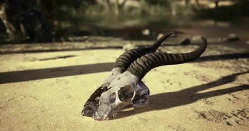Detailed View of a Ram Skull Resting in a Desert Landscape Under Sunlight