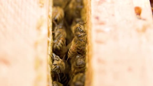Nahaufnahme Bilder Bienen in einem Bienenstock Bilder voller Honig und Insekten