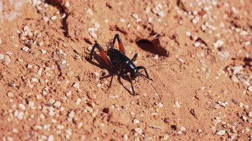 Cricket noir aux pattes rouges errant dans le désert d'Escalante