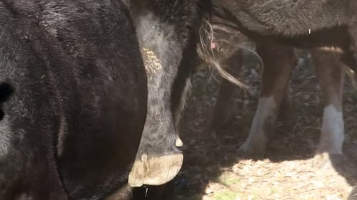 Close up of bull genitalia and hoof with white faced black angus cow being mounted and humped