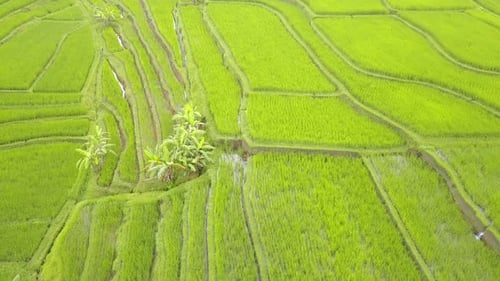 Flying over Rice Fields