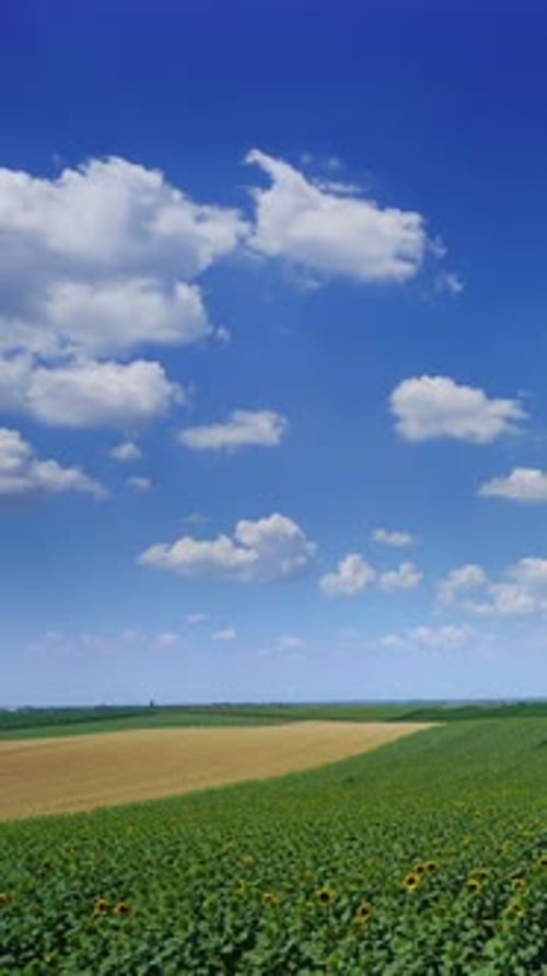 Scenic Sunflowers and Golden Fields Under Blue Sky