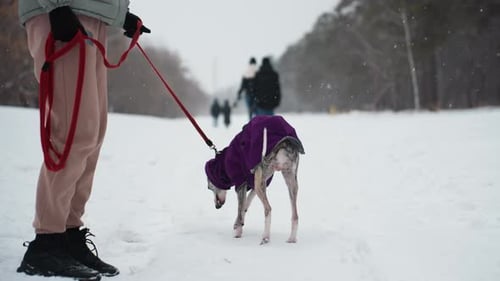 Greyhound Dog Wearing Purple Coat Walks Away on Snowy Path Held By Red Leash