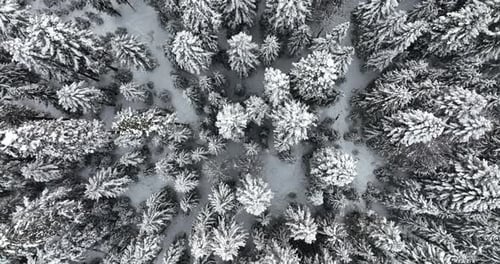 A Breathtaking Aerial View Showcases a Snowcovered Evergreen Forest Filled with Beauty