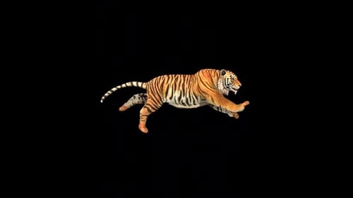Wild Tiger Run Fast