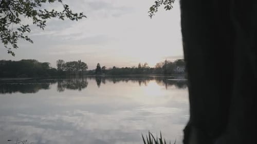 a pond emerging behind a tree at sunset