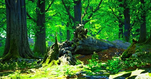 Lush Green Forest with Vibrant Trees and Natural Sunlight Filtering Through